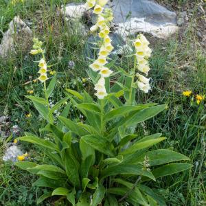 Photographie n°820261 du taxon Digitalis grandiflora Mill. [1768]