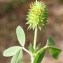  Liliane Roubaudi - Trifolium maritimum Huds. [1762]