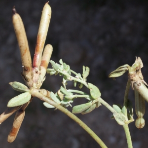 Photographie n°820905 du taxon Lotus creticus L. [1753]