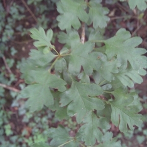 Photographie n°820996 du taxon Crataegus monogyna Jacq. [1775]