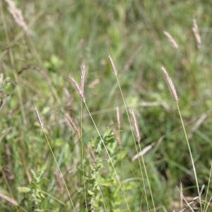 Photographie n°821363 du taxon Hordeum secalinum Schreb. [1771]