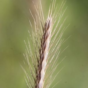 Photographie n°821366 du taxon Hordeum secalinum Schreb. [1771]