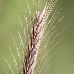 Photographie n°821367 du taxon Hordeum secalinum Schreb. [1771]