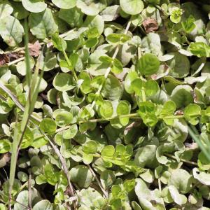 Photographie n°821584 du taxon Lysimachia nummularia L. [1753]