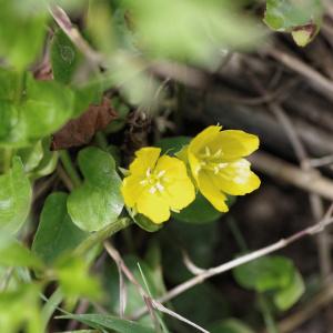 Photographie n°821588 du taxon Lysimachia nummularia L. [1753]