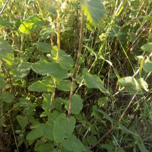 Photographie n°821652 du taxon Teucrium scorodonia L.