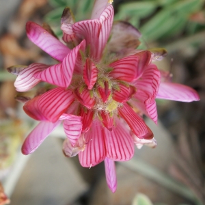 Photographie n°821872 du taxon Onobrychis arenaria (Kit.) DC. [1825]