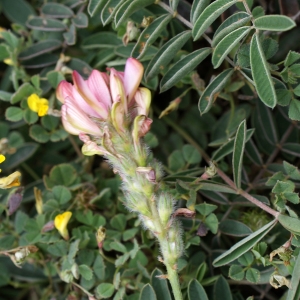 Photographie n°821883 du taxon Onobrychis arenaria (Kit.) DC. [1825]