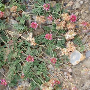 Photographie n°821893 du taxon Onobrychis arenaria (Kit.) DC. [1825]