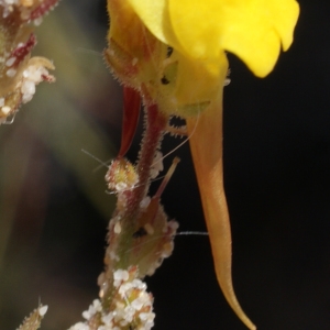 Linaria bipunctata subsp. glutinosa (Hoffmanns. & Link) D.A.Sutton