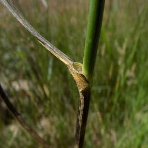 Photographie n°822079 du taxon Allium vineale L. [1753]