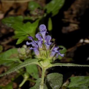 Photographie n°822436 du taxon Prunella vulgaris L.