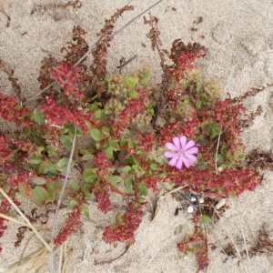 Photographie n°822513 du taxon Rumex bucephalophorus L. [1753]