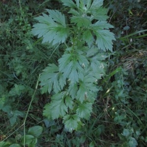 Photographie n°822561 du taxon Senecio erucifolius L.