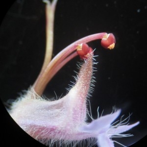 Photographie n°822577 du taxon Teucrium chamaedrys L.