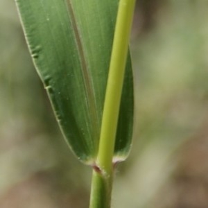 Photographie n°822637 du taxon Setaria viridis (L.) P.Beauv. [1812]