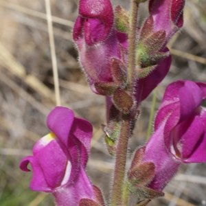 Antirrhinum latifolium var. cirrhigerum Welw. ex Ficalho