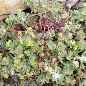 Photographie n°822739 du taxon Euphorbia segetalis subsp. portlandica (L.) Litard. [1936]