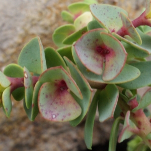 Photographie n°822745 du taxon Euphorbia segetalis subsp. portlandica (L.) Litard. [1936]