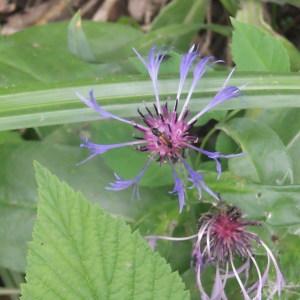 Photographie n°823213 du taxon Cyanus montanus (L.) Hill [1768]