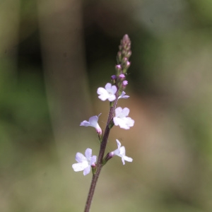 Photographie n°823492 du taxon Verbena officinalis L. [1753]