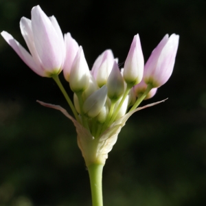 Photographie n°823508 du taxon Allium roseum L. [1753]