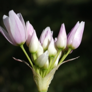 Photographie n°823509 du taxon Allium roseum L. [1753]