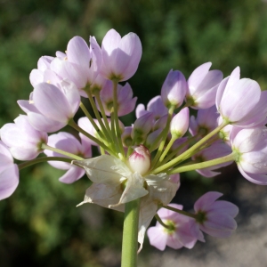 Photographie n°823520 du taxon Allium roseum L. [1753]