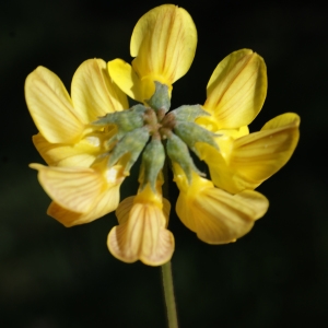 Photographie n°823545 du taxon Hippocrepis comosa L. [1753]