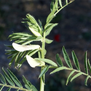 Photographie n°823563 du taxon Vicia lutea L. [1753]