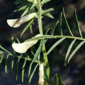 Photographie n°823564 du taxon Vicia lutea L. [1753]