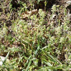 Photographie n°823665 du taxon Alyssum alyssoides (L.) L. [1759]