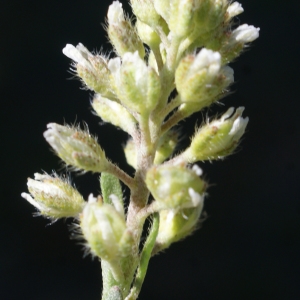 Photographie n°823666 du taxon Alyssum alyssoides (L.) L. [1759]