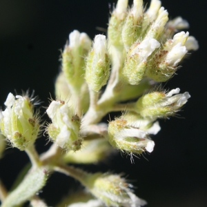 Photographie n°823668 du taxon Alyssum alyssoides (L.) L. [1759]