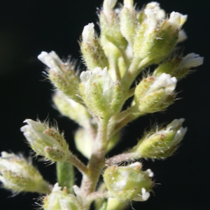 Photographie n°823669 du taxon Alyssum alyssoides (L.) L. [1759]