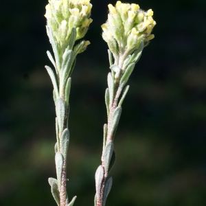 Photographie n°823671 du taxon Alyssum alyssoides (L.) L. [1759]