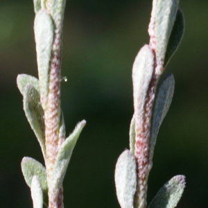 Photographie n°823673 du taxon Alyssum alyssoides (L.) L. [1759]