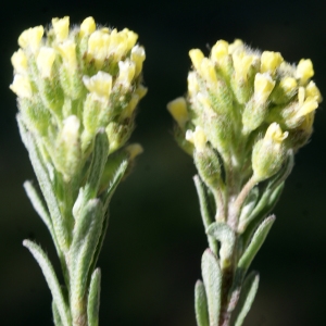 Photographie n°823676 du taxon Alyssum alyssoides (L.) L. [1759]