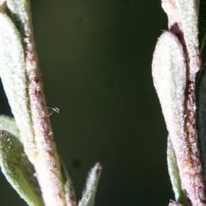 Photographie n°823677 du taxon Alyssum alyssoides (L.) L. [1759]