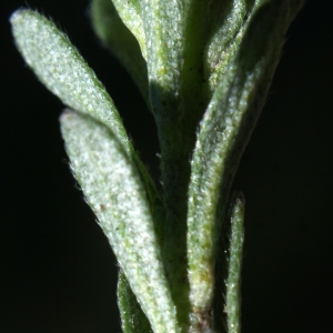 Photographie n°823680 du taxon Alyssum alyssoides (L.) L. [1759]