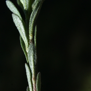 Photographie n°823681 du taxon Alyssum alyssoides (L.) L. [1759]