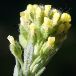 Photographie n°823684 du taxon Alyssum alyssoides (L.) L. [1759]