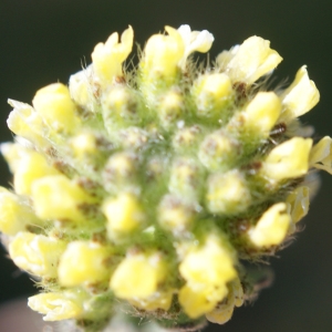 Photographie n°823685 du taxon Alyssum alyssoides (L.) L. [1759]