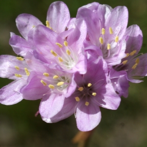 Photographie n°823693 du taxon Armeria arenaria (Pers.) Schult. [1820]