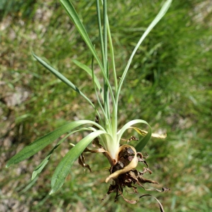 Photographie n°823695 du taxon Armeria arenaria (Pers.) Schult. [1820]