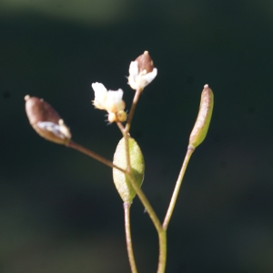 Photographie n°823703 du taxon Erophila verna (L.) Chevall. [1827]