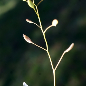 Photographie n°823708 du taxon Erophila verna (L.) Chevall. [1827]