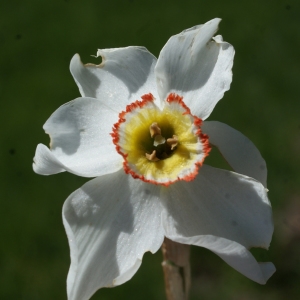 Photographie n°823726 du taxon Narcissus poeticus subsp. poeticus 