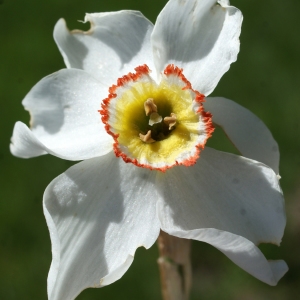 Photographie n°823727 du taxon Narcissus poeticus subsp. poeticus 