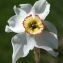  Liliane Roubaudi - Narcissus poeticus subsp. poeticus 